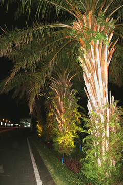 夜色芭蕉树