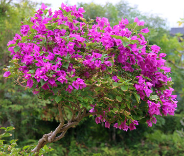 紫色花树