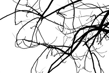 抽象枯树枝 黑白树枝