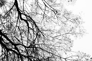 黑白枯树枝背景 大图