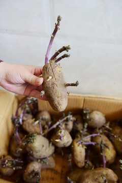 发芽的土豆