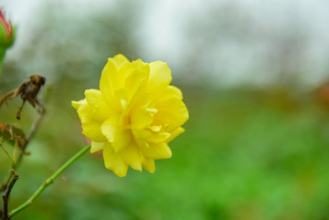 月季花 玫瑰花