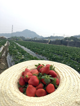 草莓草帽