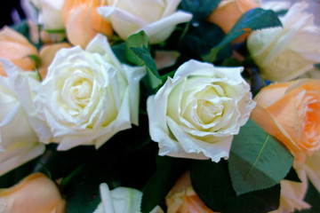白色玫瑰捧花