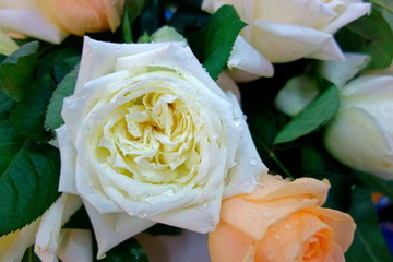 白色玫瑰插花