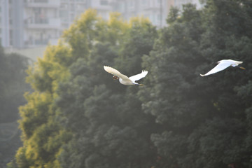 成都府河 白鹭抓泥鳅 捕食