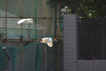 成都府河 白鹭抓泥鳅 捕食