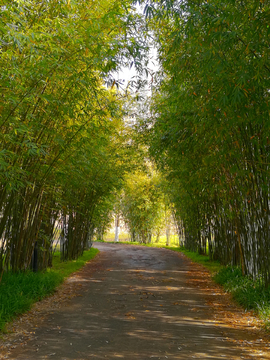 竹林小道