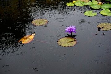 雨中睡莲