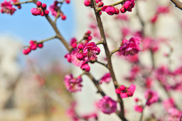 梅花 红梅