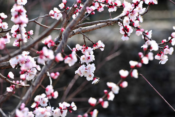 杏树 杏花