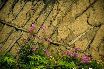 野花和泥巴墙