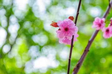 春天的花