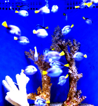 珊瑚 鱼缸景观