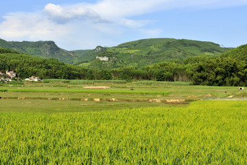 田园田野