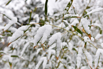 竹子 雪景