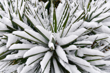 植物 雪景 图案 装饰画 白色