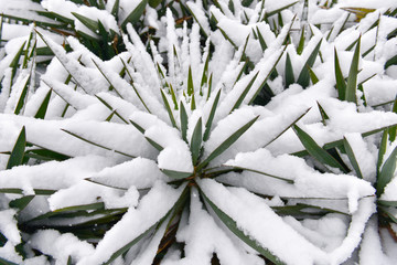 植物 雪景 图案 装饰画 白色