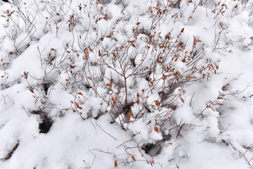 雪地 野草 覆盖 冬天