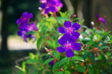 野牡丹花