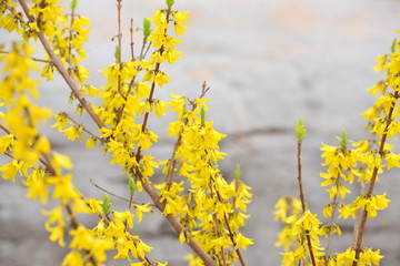 迎春花 黄色花