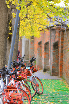 共享单车 银杏叶 红砖墙