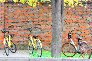共享单车 银杏叶 红砖墙