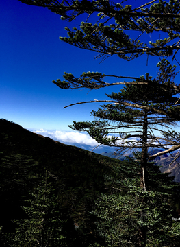 高原杉树