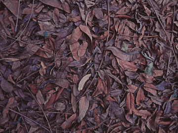 秋天落叶