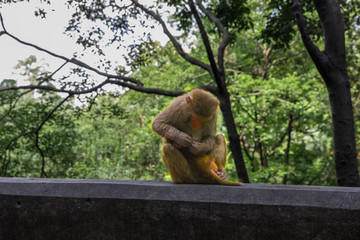 黔灵山猕猴 猴子抓虱子 母子