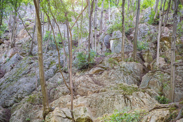 石山树林 顽强生命力