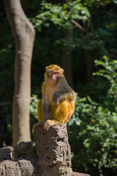 黔灵山猕猴享受阳光 蹲立晒太阳
