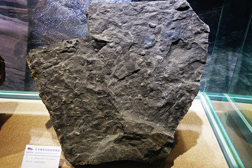 含生物化石的碳质板岩