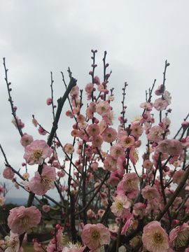 梅花朵朵开