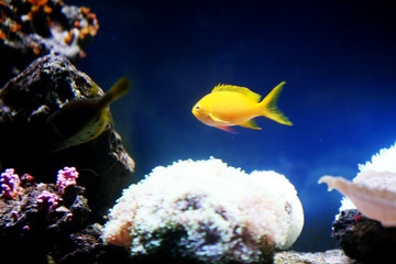 深海小型鱼类 热带鱼