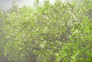 橘子花