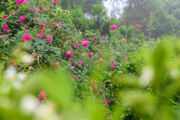 玫瑰花背景