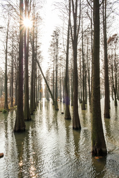 秋天的湿地公园