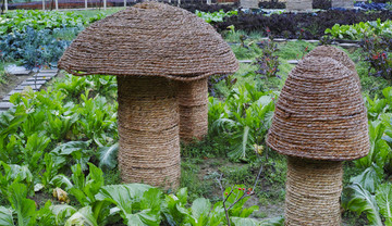 稻草蘑菇