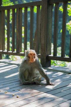 黔灵山猕猴