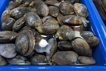 贝壳 海鲜 新鲜的 市场 花螺