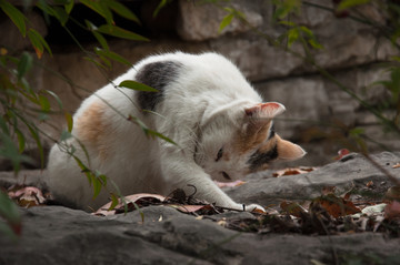猫