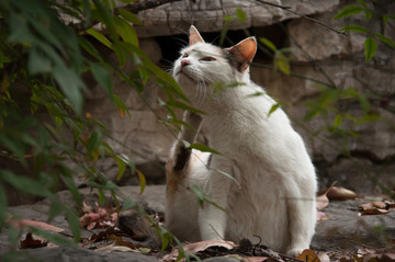 猫
