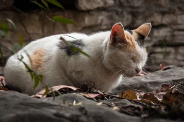 猫