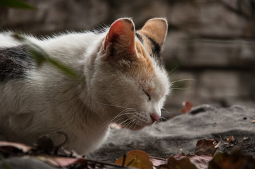 猫