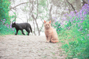 猫
