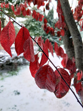 雪中红叶 （10）