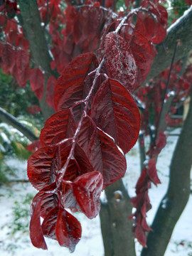 雪中红叶 （2）