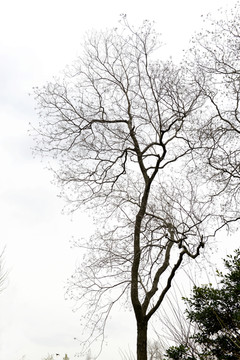 冬季栎树