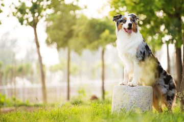 澳大利亚牧羊犬